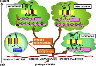 Evolutionarily Established Palmitoylation-Dependent Regulatory Mechanisms of the Vertebrate Glutamatergic Synapse and Diseases Caused by Their Disruption